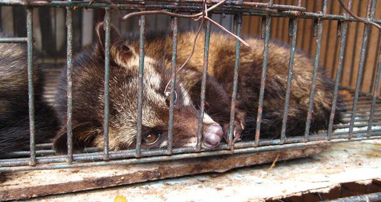 Sad Civet In A Cage