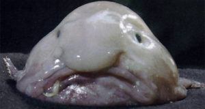 Blobfish Og