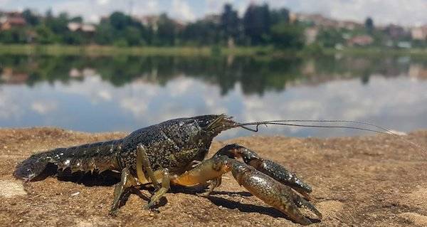 Marbled Crawfish