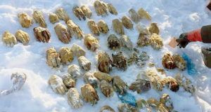 Severed Hands In Snow