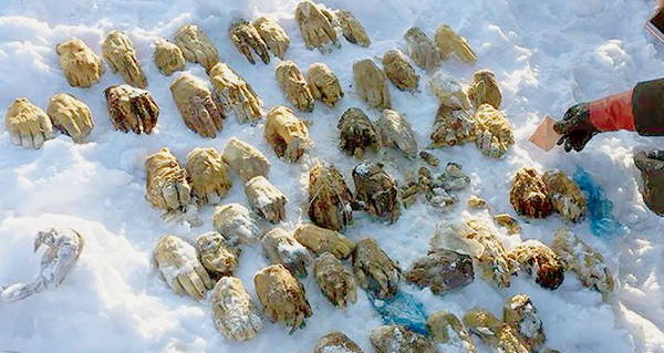 Severed Hands In Snow