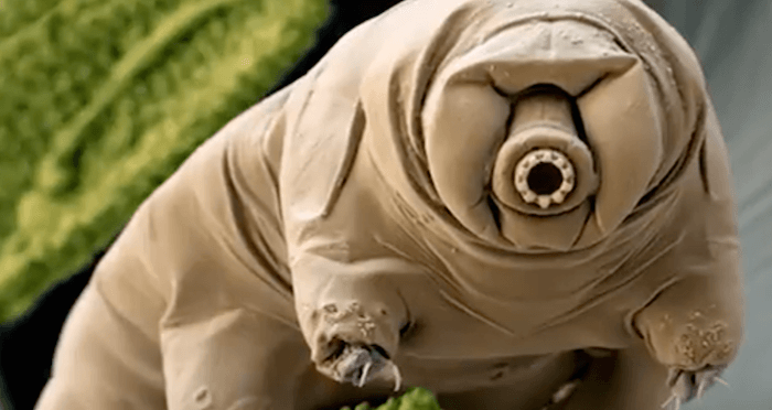 Tardigrade Face