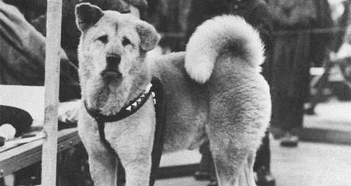 Hachiko The Dog