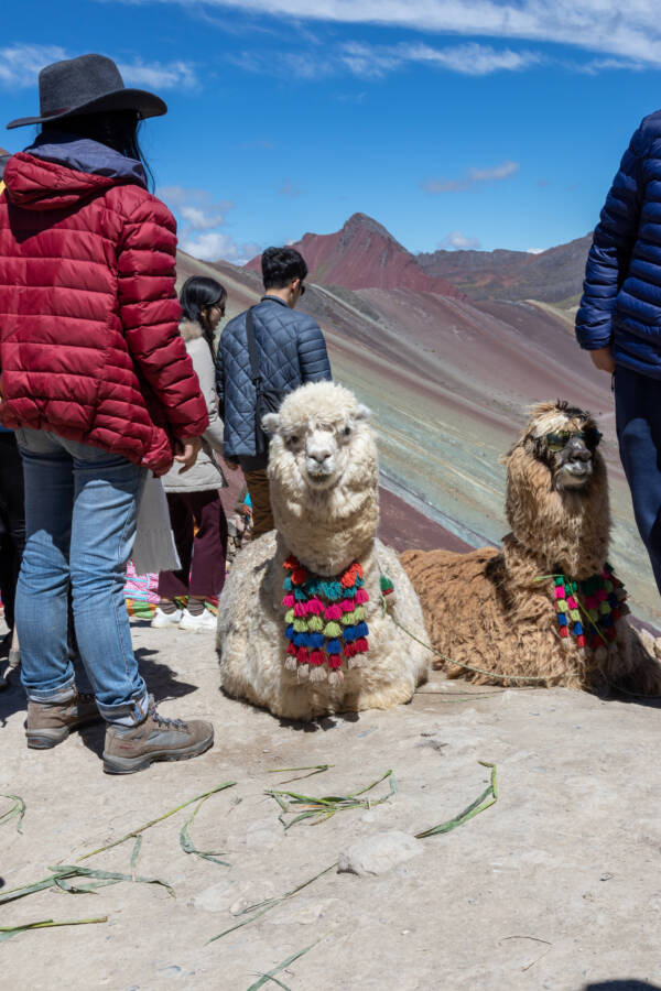 Alpaca Peru Mountain