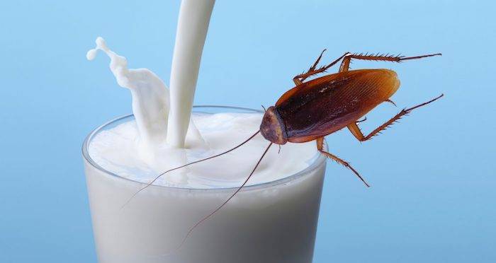 Cockroach Milk Food