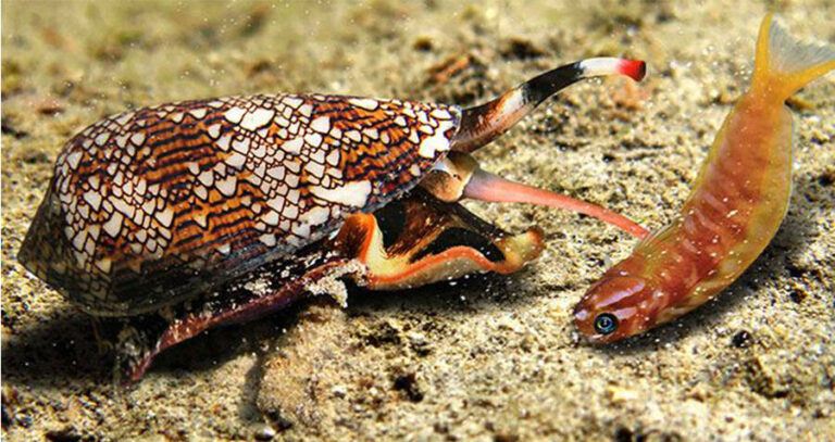 Cone Snail Eating Fish