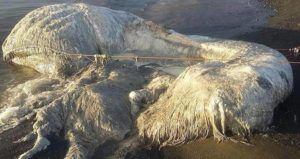 Globster Sea Creatures