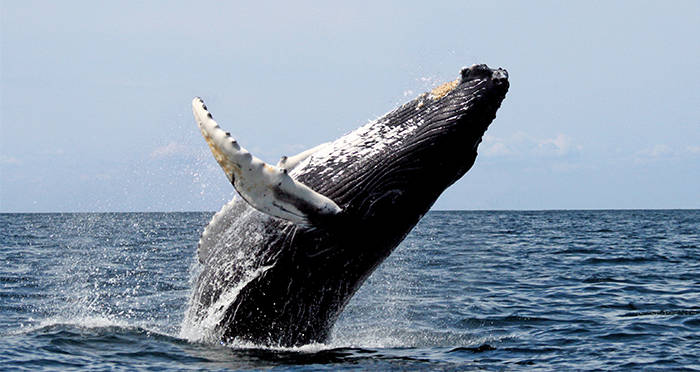 Humpback Whale