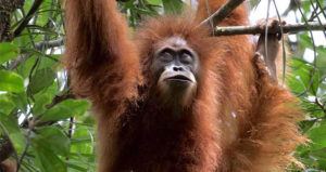 Orangutan