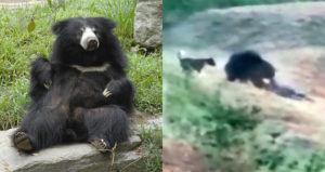 Sloth Bear Split Og