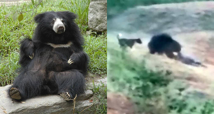 Sloth Bear Split Og