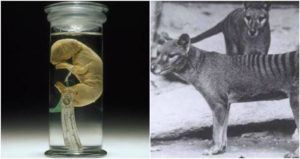 Tasmanian Tiger Extinct