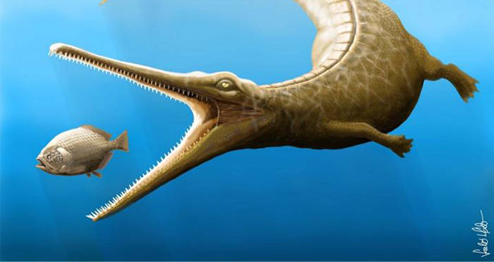 Toothy Dolphin Crocodile