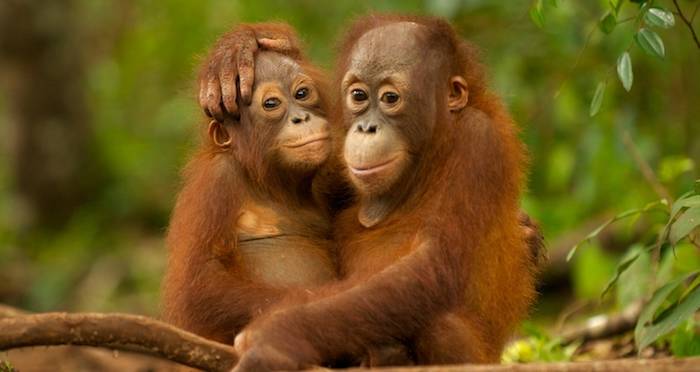Orangutans