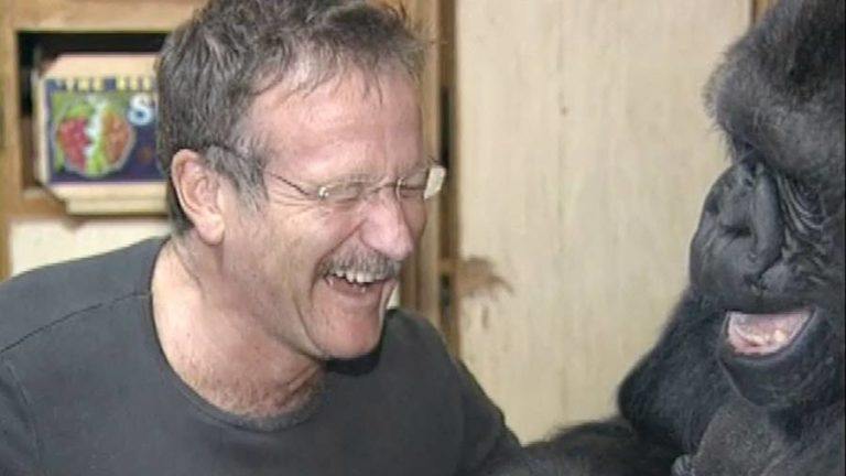 That Time Koko The Gorilla Met Robin Williams [VIDEO]