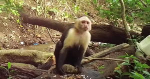 Capuchin Holding Rock