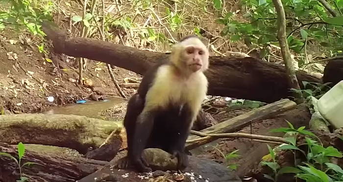 Capuchin Holding Rock
