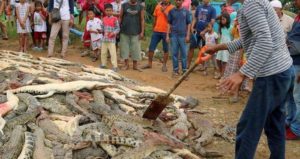 Crocodiles Slaughtered Indonesia