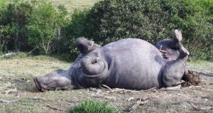 Poached Rhino South Africa