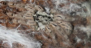 Heteroscodra Maculata