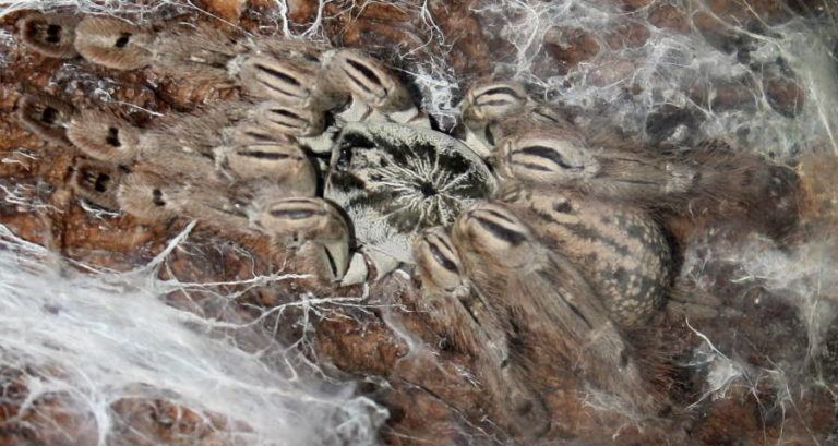 Heteroscodra Maculata