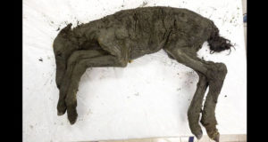 Siberian Foal Full Body Copy