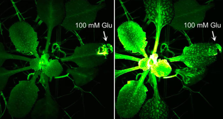 Before After Plants Glutamate