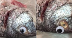 Googly Eye Falling Off Fish