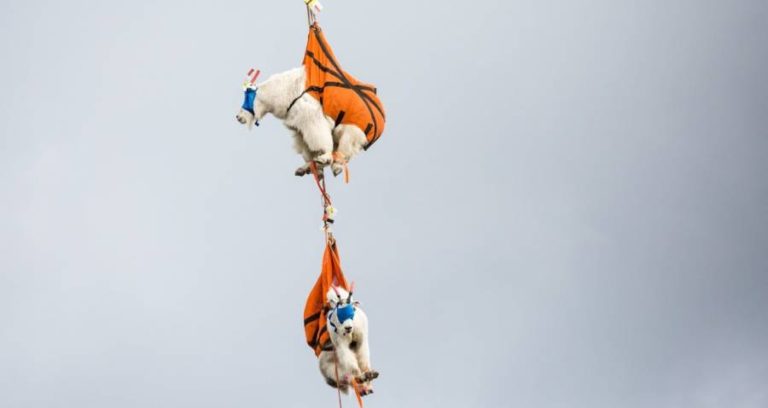 Mountain Goats Flying