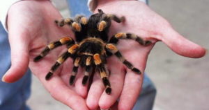 Person Holding Spider