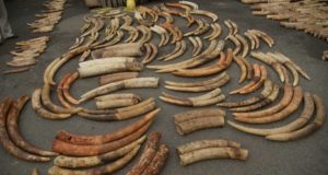 Seized Elephant Tusks