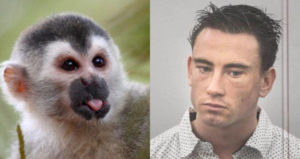 Squirrel Monkey Thief