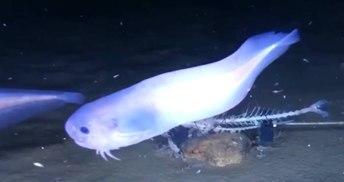 Translucent Snailfish