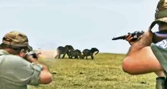 Hunters Aim For Elephants