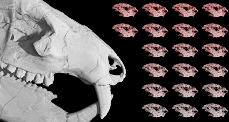 Kayentatherium Babies Adult