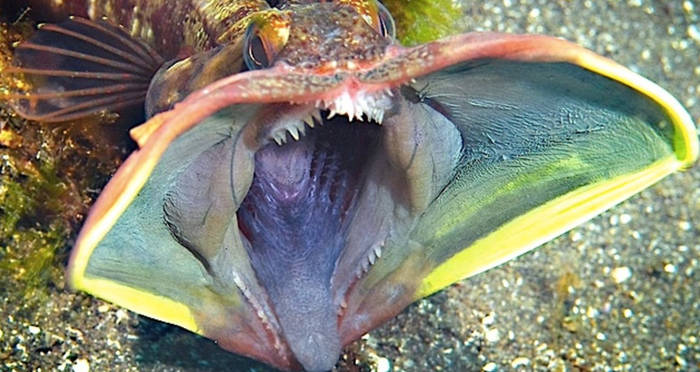 Sarcastic Fringehead Fish