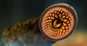 Large Lamprey