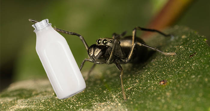 Milk Jug Jumping Spider