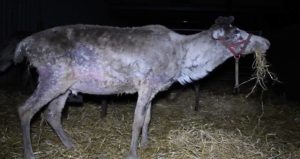 Reindeer Fur Missing