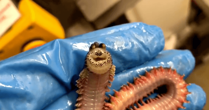 Smiling Worm 3
