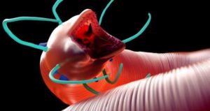 Ancient Reanimated Worms 1