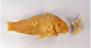 Calcified Catfish Body