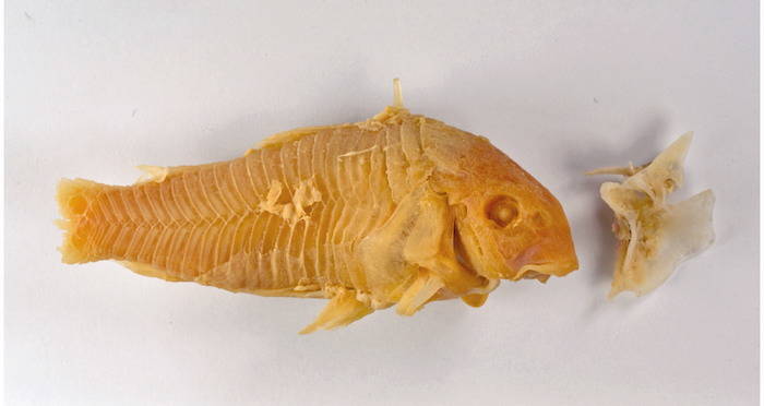 Calcified Catfish Body