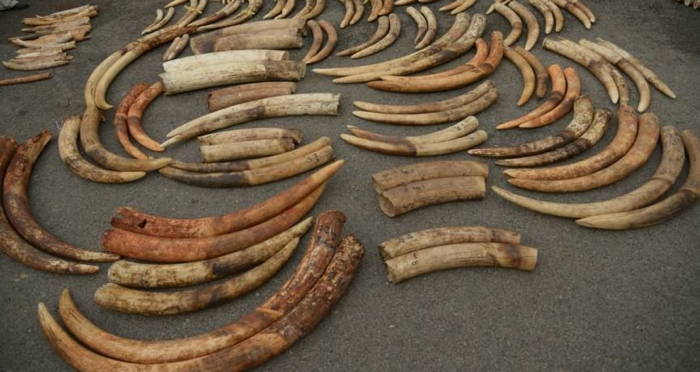 Many Seized Elephant Tusks