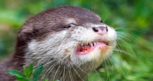 Otter Showing Teeth