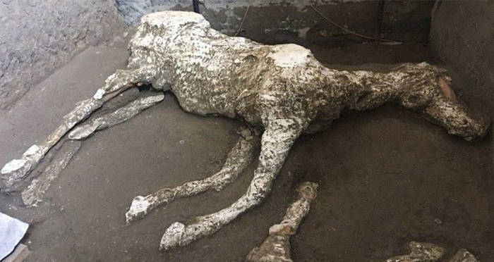 Pompeii Horse On Its Side