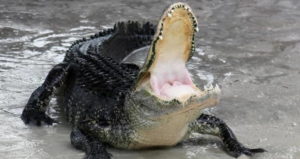 Alligator With Jaws Open