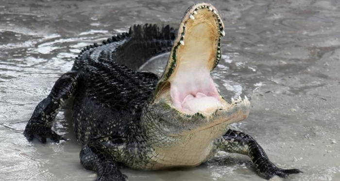 Alligator With Jaws Open