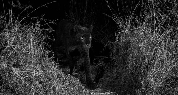 Black Leopard Walking