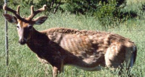 Cwd Deer